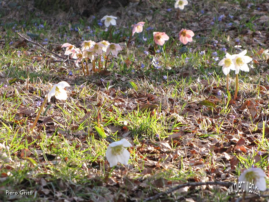 04 Primavera al Pian dei Resinelli.jpg